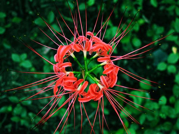 天氣冷了，鮮花應(yīng)該如何養(yǎng)護(hù)？