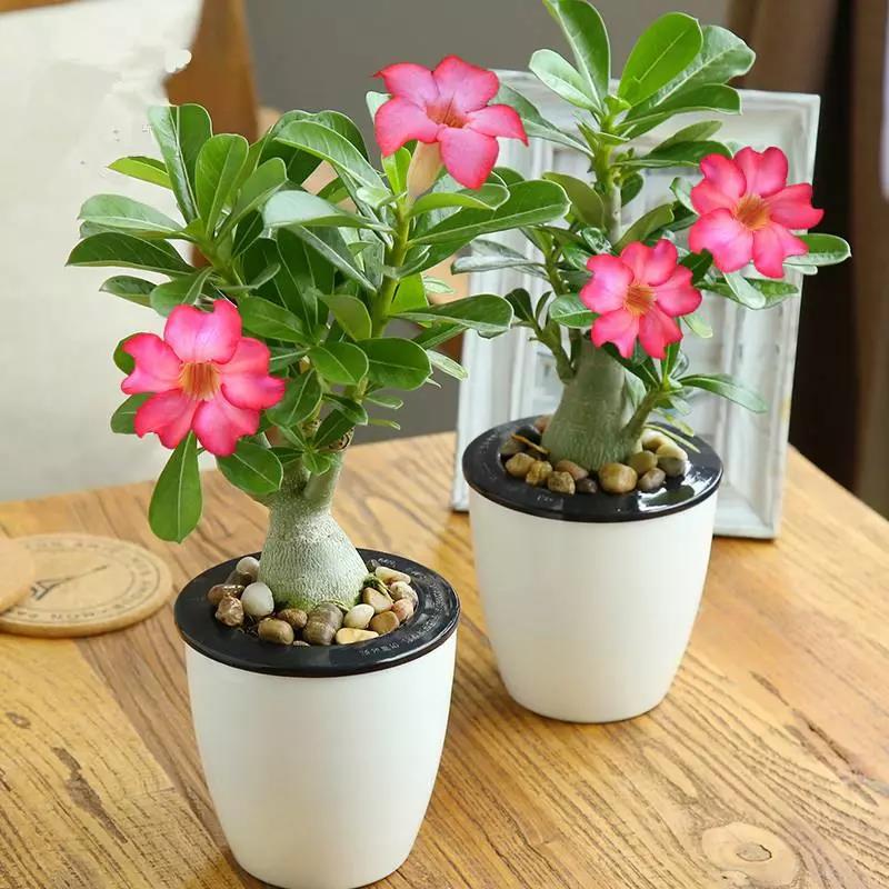辦公室植物擺放風水禁忌