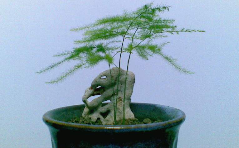 嫌花長得慢，試試養(yǎng)這些花！