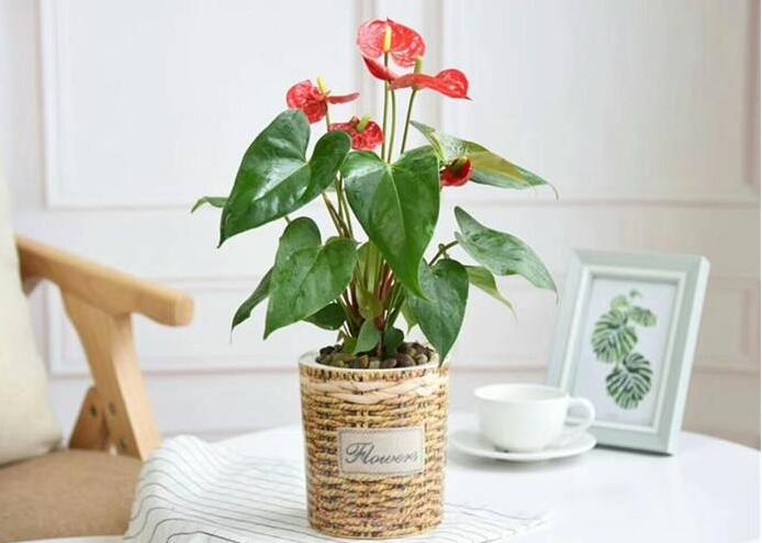 綠植租擺有哪些好處？