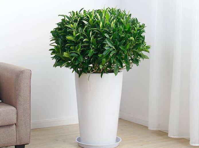 冬天室內(nèi)植物如何度過寒冬？