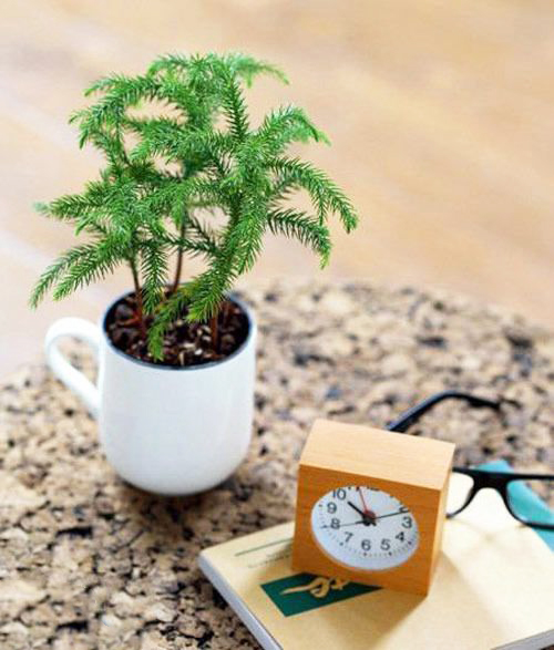 植物發(fā)黃的重大原因！