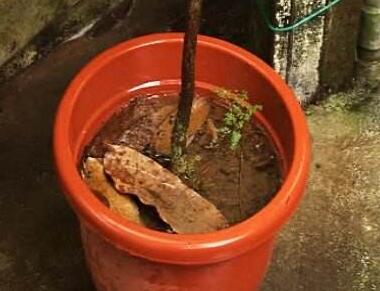 租擺綠植養(yǎng)護(hù)過程中澆水過多怎么辦？