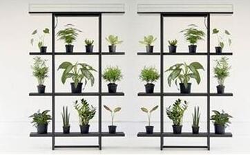 租賃植物對人體有什么影響？