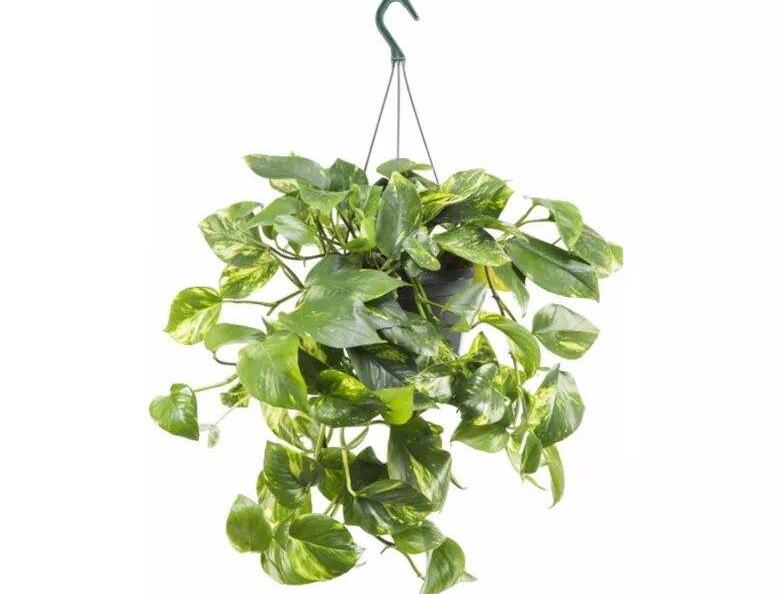 植物租賃報價是多少？