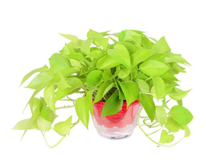 辦公室租賃植物的費用貴不貴？