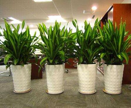 室內(nèi)植物租擺注意事項(xiàng)有哪些？