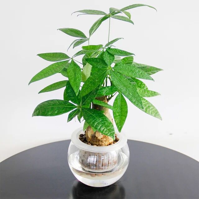 植物租擺“發(fā)財(cái)樹修剪方法”