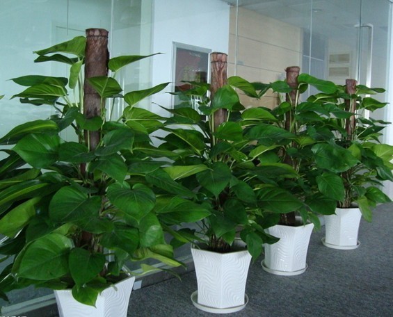 重慶植物租賃 重慶植物租賃