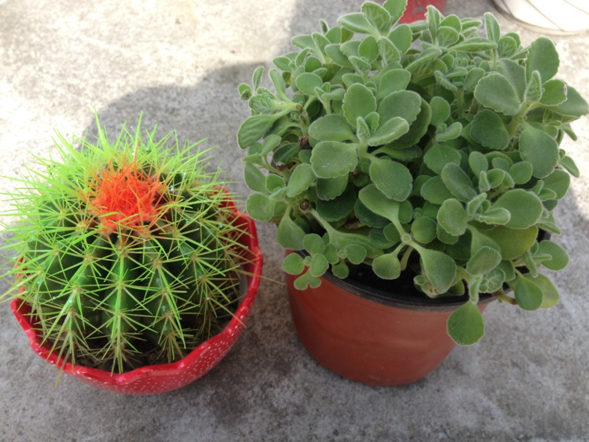 重慶植物租賃 重慶植物租賃