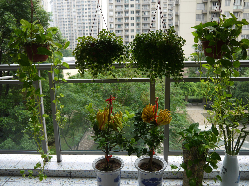 重慶植物租擺之陽臺(tái)花卉租賃擺放技巧