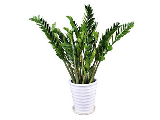 金錢樹-植物租賃.jpg