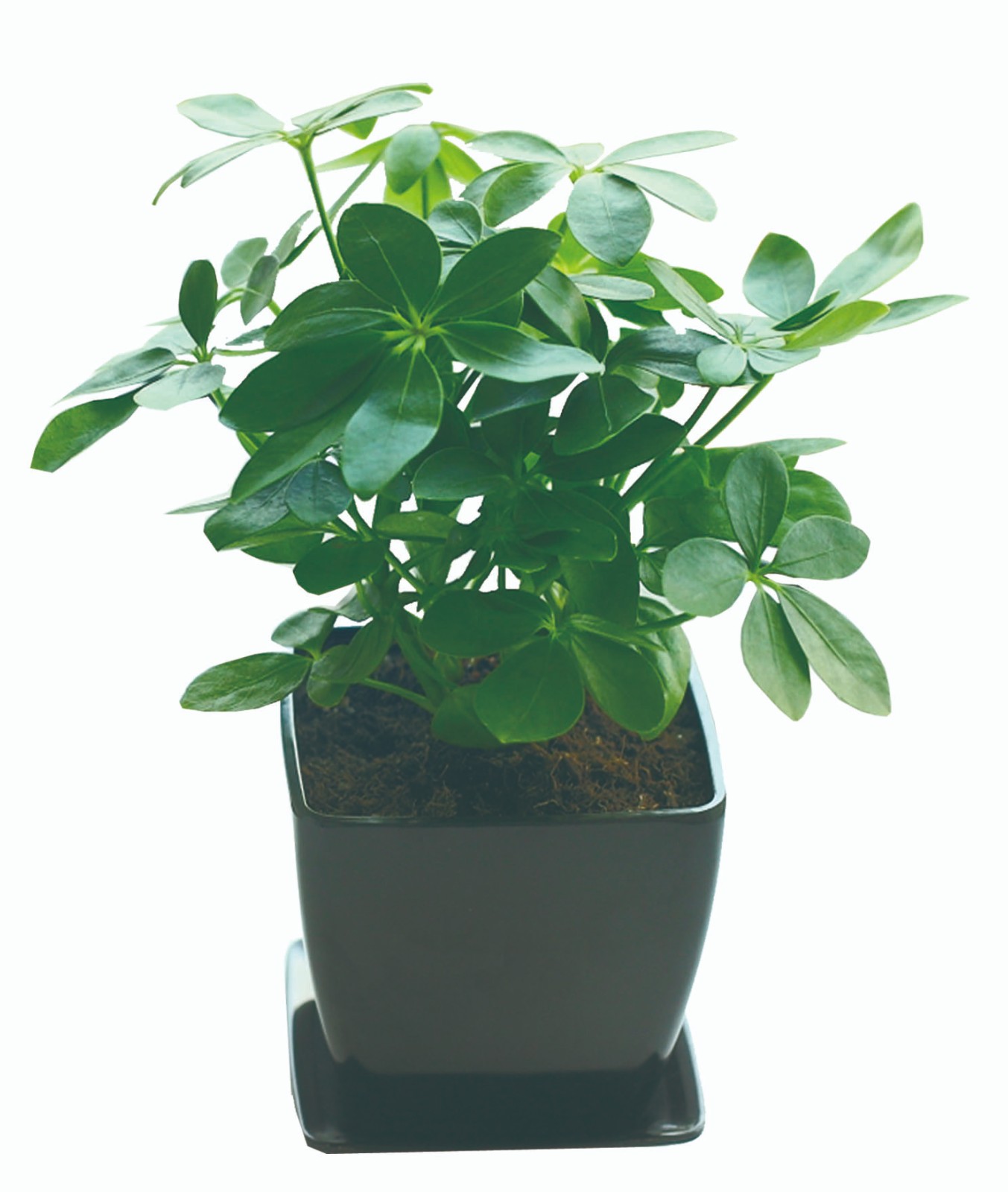 鴨腳木（?。?jpg
